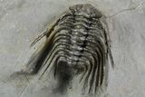 Multi-Toned Leonaspsis Trilobite - Ofaten, Morocco #350495-1